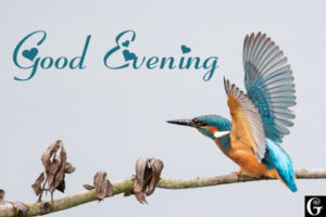 Good Evening Images birds