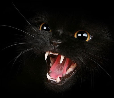 angry cat whatsapp dp