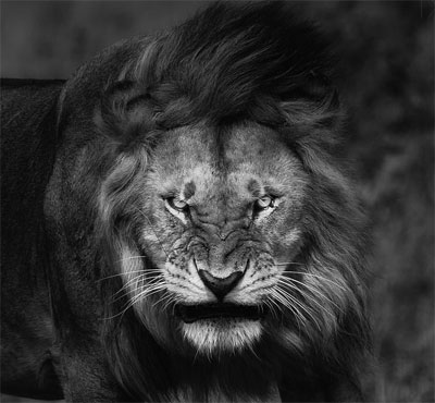 angry lion whatsapp dp