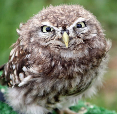 angry owl whatsapp dp
