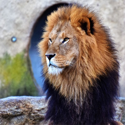 attitude lion dp for whatsapp
