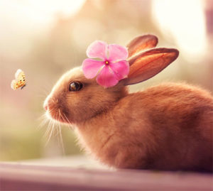 cute butterfly dp for whatsapp