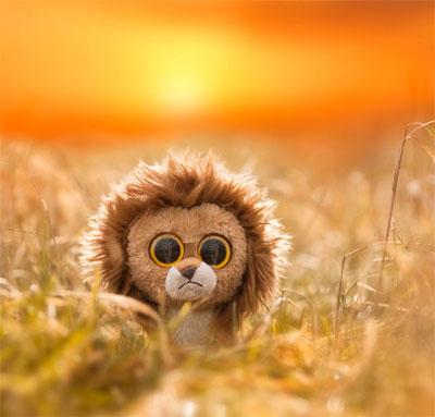 cute lion dp for whatsapp