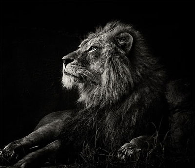 dark lion dp for whatsapp