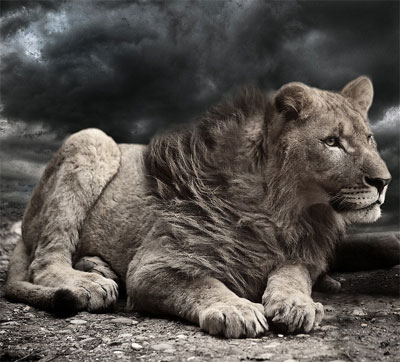 girl lion dp for whatsapp