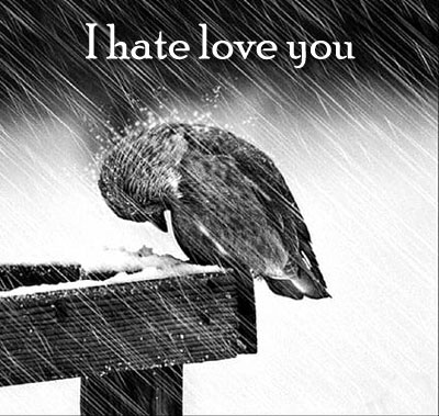 i hate love you dp