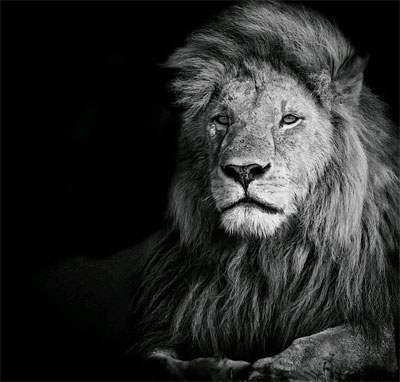 lion dp for whatsapp black