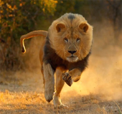 lion dp for whatsapp download