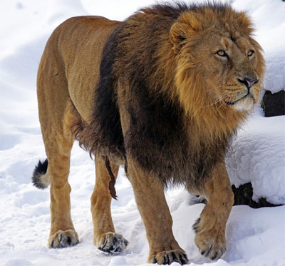 lion dp for whatsapp
