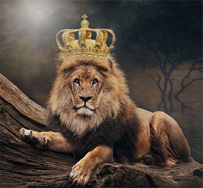 lion king dp for whatsapp