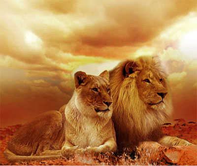 royal lion dp for whatsapp