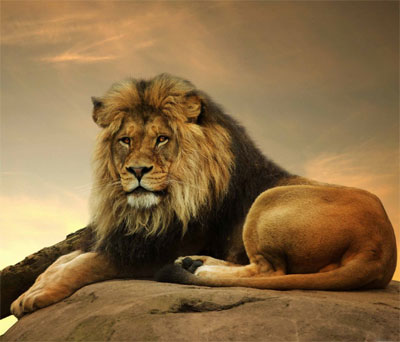 sad lion dp for whatsapp