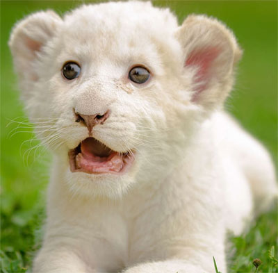 white lion dp for whatsapp